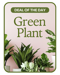 Green Plant Deal of the Day from Brennan's Secaucus Meadowlands Florist Green Plant Deal of the Day from Brennan's Secaucus Meadowlands Florist