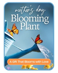Mother's Day Blooming Plant Mother's Day Blooming Plant