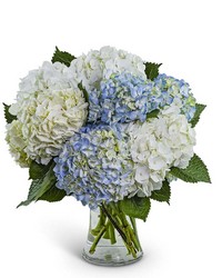 Lovely Lush Hydrangea from Brennan's Secaucus Meadowlands Florist Lovely Lush Hydrangea from Brennan's Secaucus Meadowlands Florist