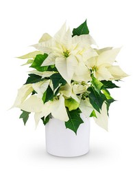 White Poinsettia Plant from Brennan's Secaucus Meadowlands Florist White Poinsettia Plant from Brennan's Secaucus Meadowlands Florist