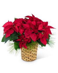 Red Poinsettia Basket from Brennan's Secaucus Meadowlands Florist Red Poinsettia Basket from Brennan's Secaucus Meadowlands Florist