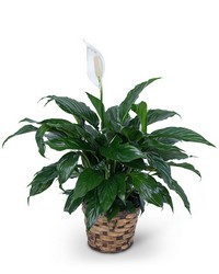 Peace Lily Plant from Brennan's Secaucus Meadowlands Florist Peace Lily Plant from Brennan's Secaucus Meadowlands Florist